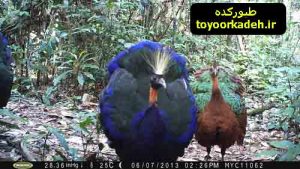 طاووس آفریقایی